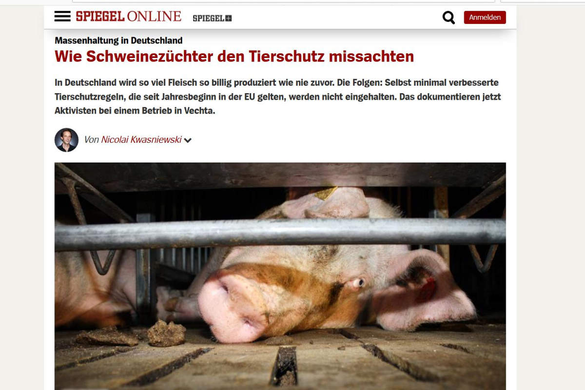 2013 Spiegel online Schweinezucht
