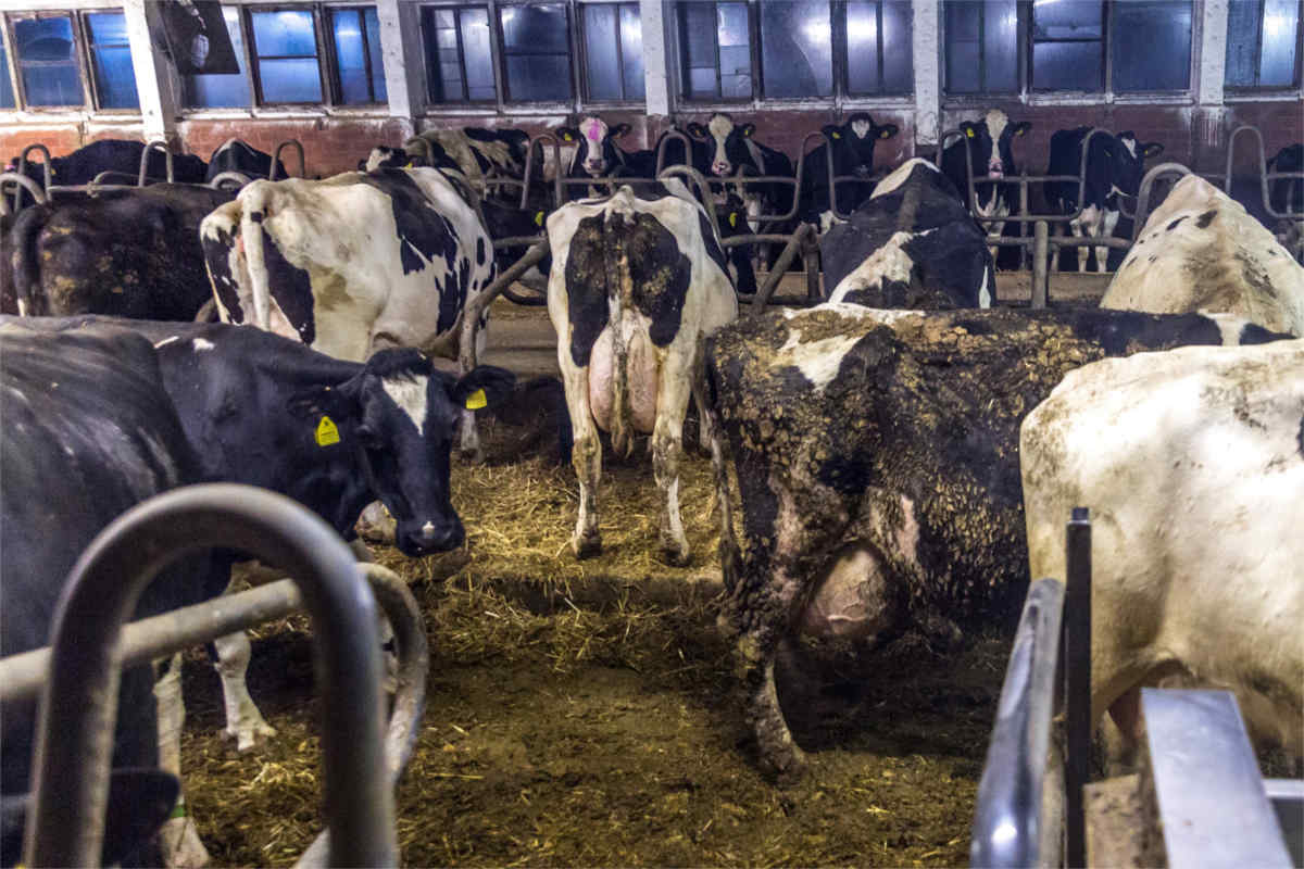 verdreckte Rinder in der Milchindustrie