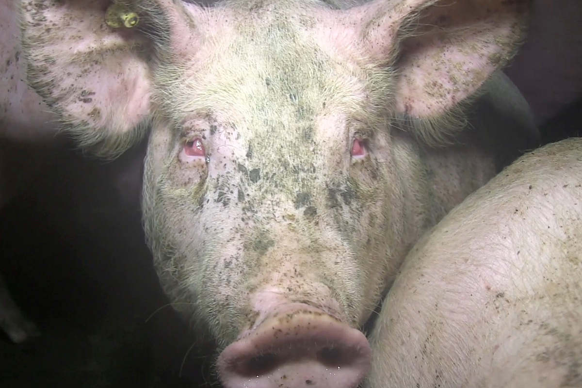 Schwein mit eitrigen Augen