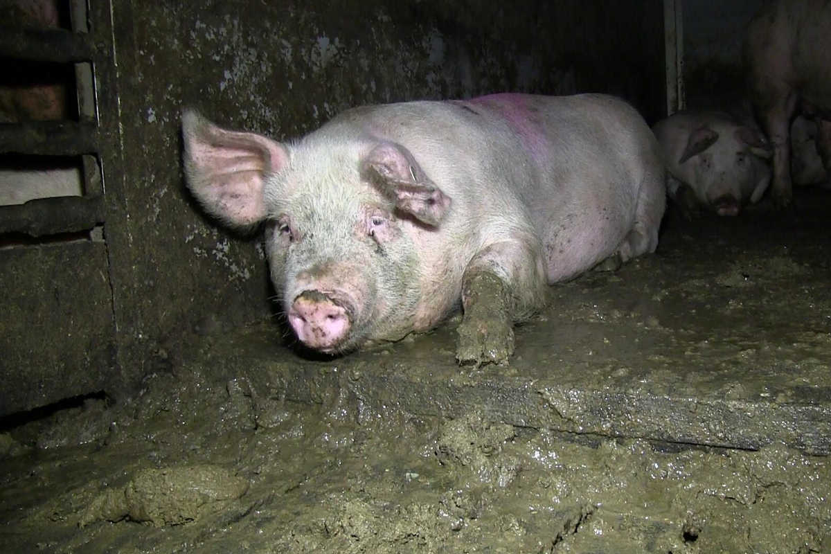 Schweinestall mit Tierschutzbund-Label