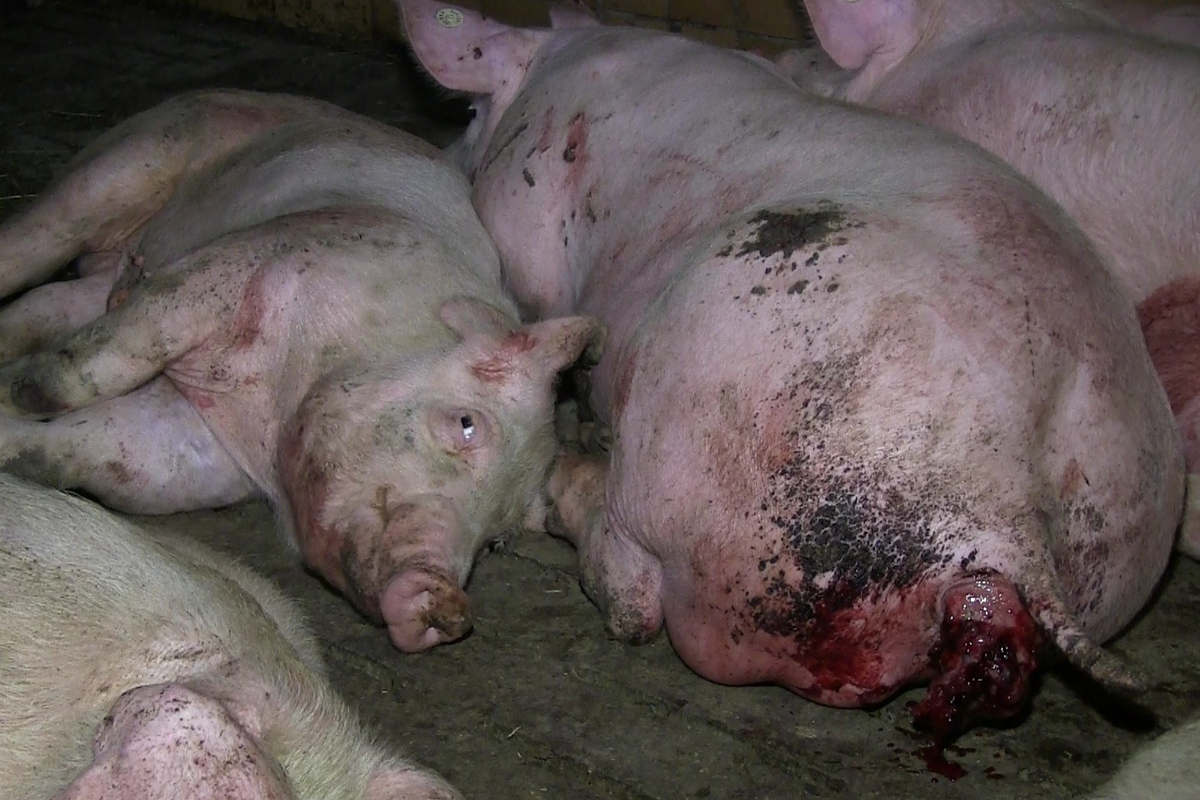 Schweinestall mit Tierschutzbund-Label