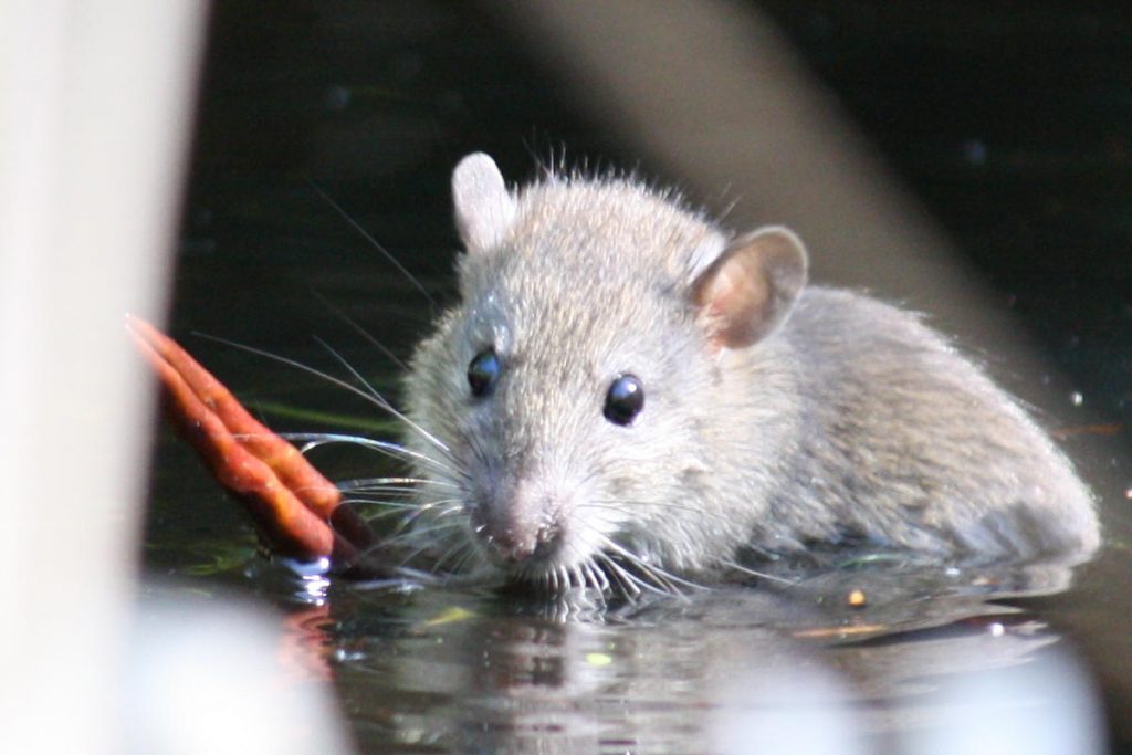 Ratten - ARIWA