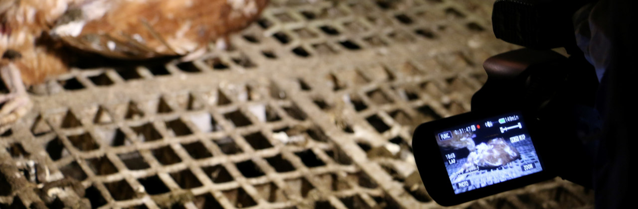 Bauernhof in Treffen - Kärntner Hühner tragen Warnwesten: Raser