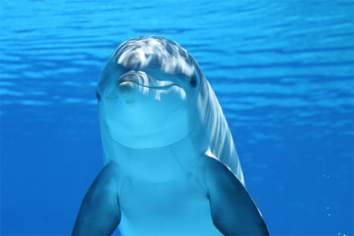 Delphin in Gefangenschaft