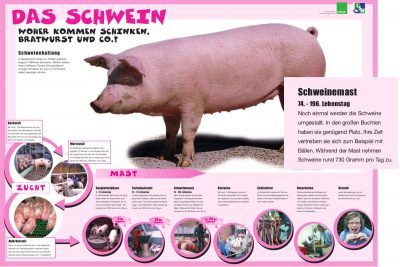 i.m.a Poster: Das Schwein