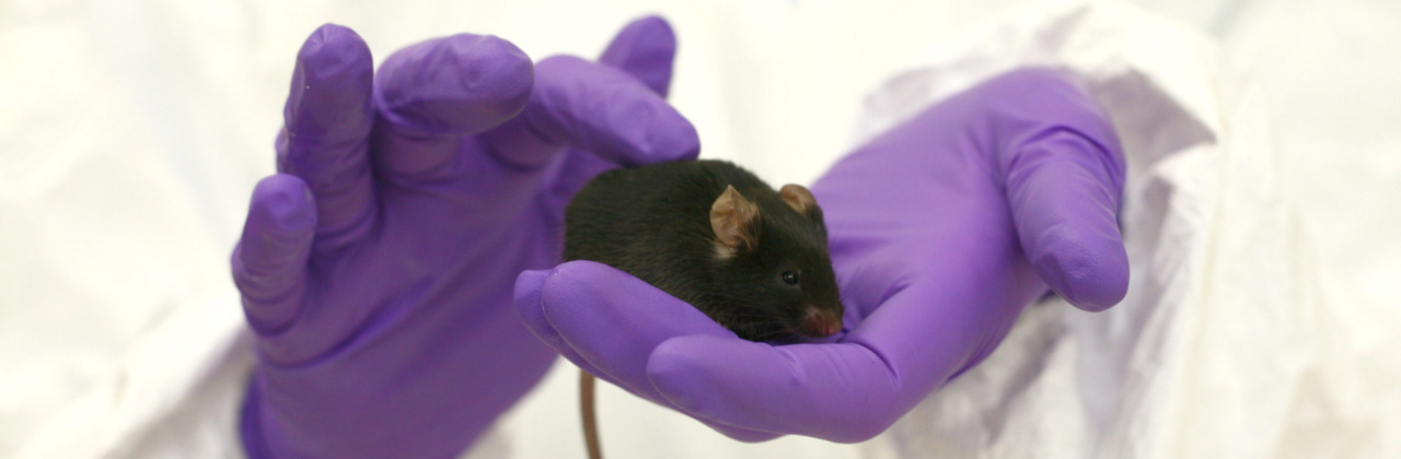 Schwarze Maus in Labor