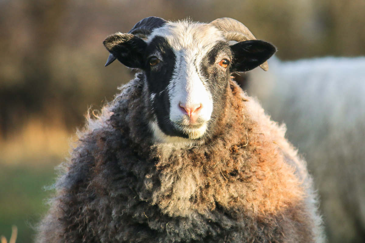 Schafe im Land der Tiere