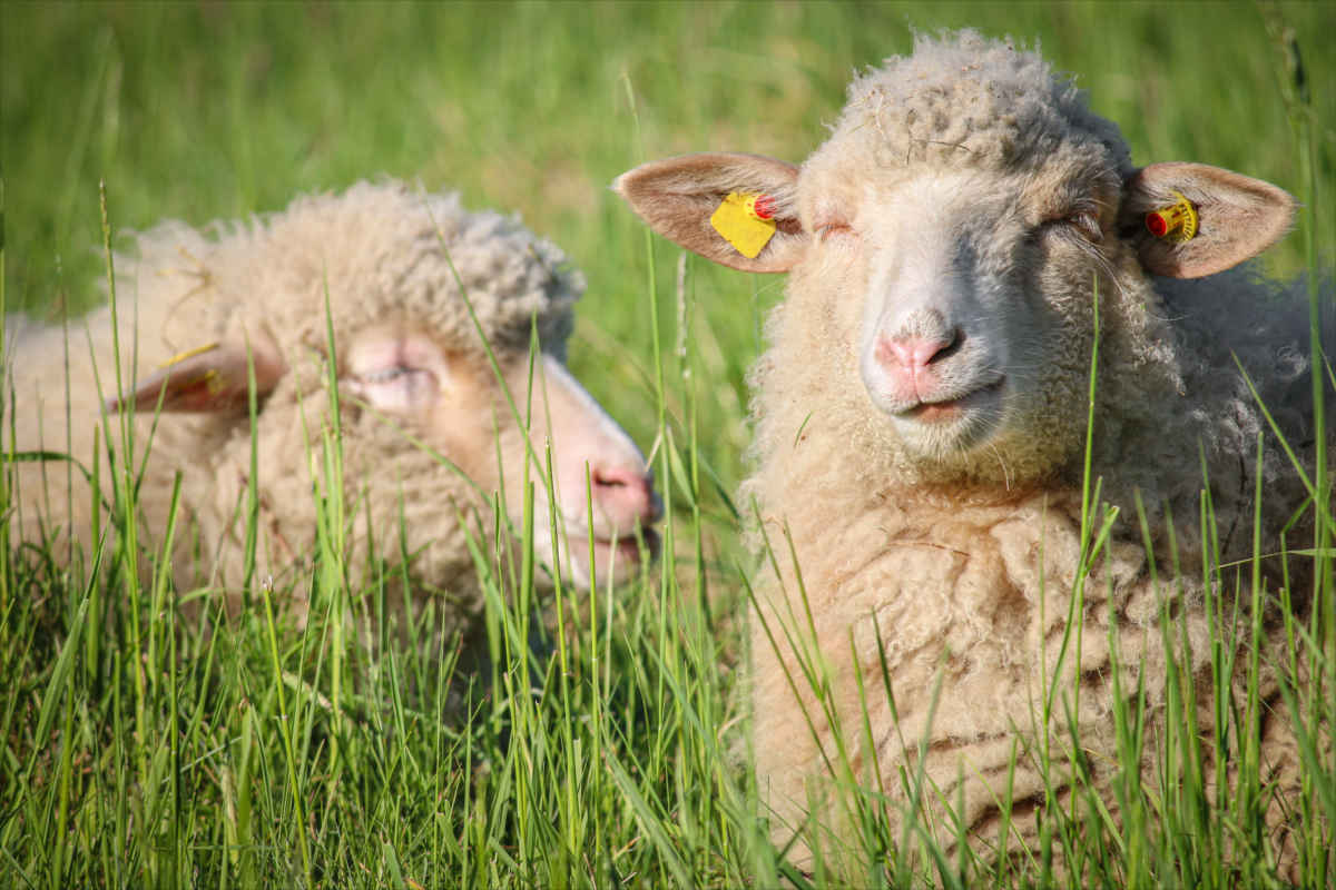 Schafe im Land der Tiere