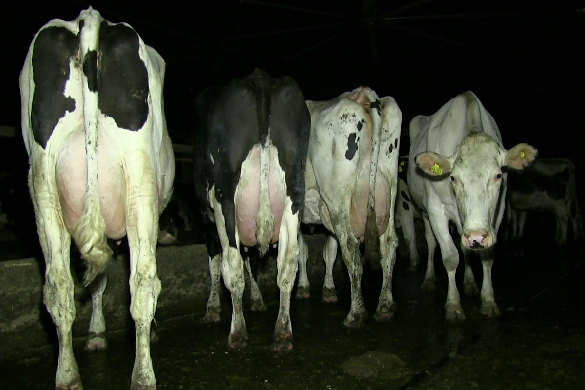Kühe in Laufstall