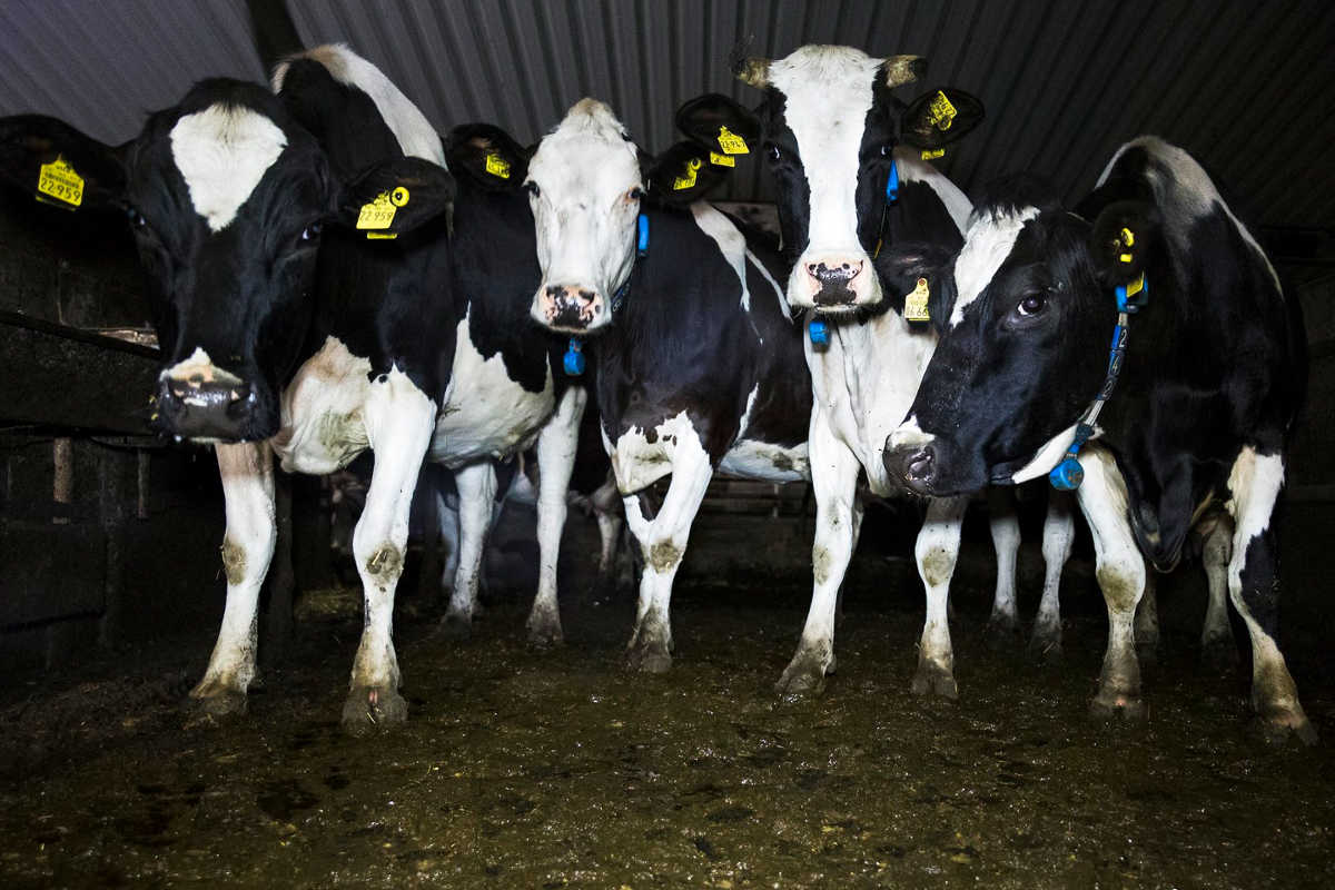 Kühe in der Milchproduktion