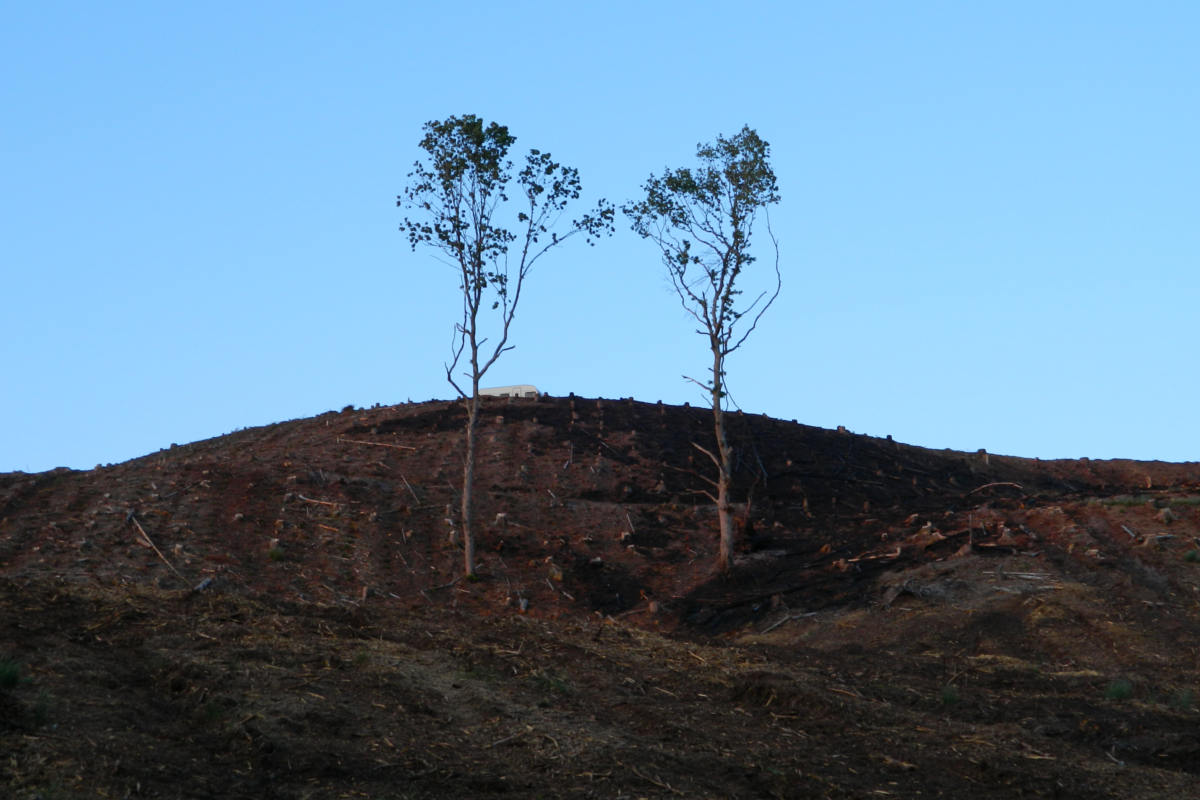 abgeholzter Regenwald