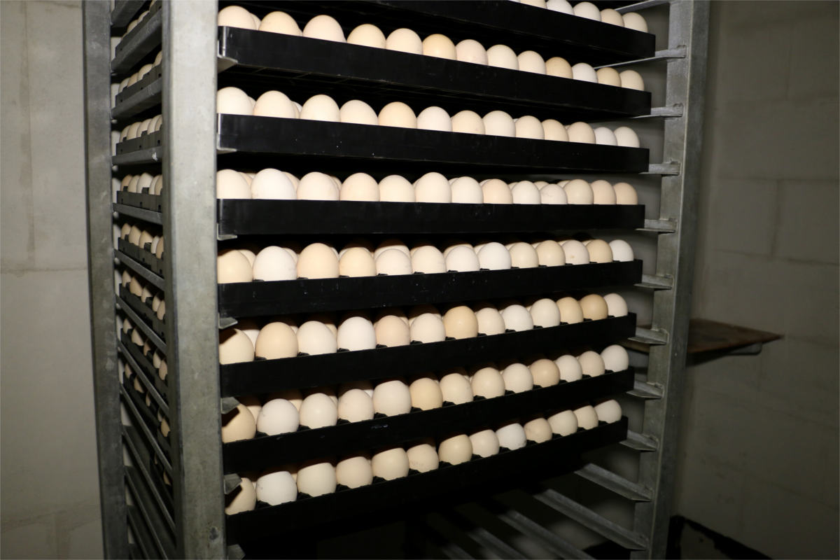 brutschrank Brutschrank