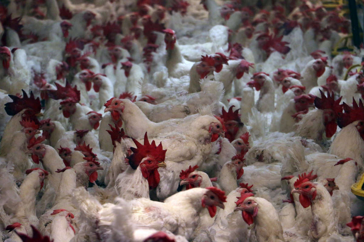 elterntiere Elterntiere