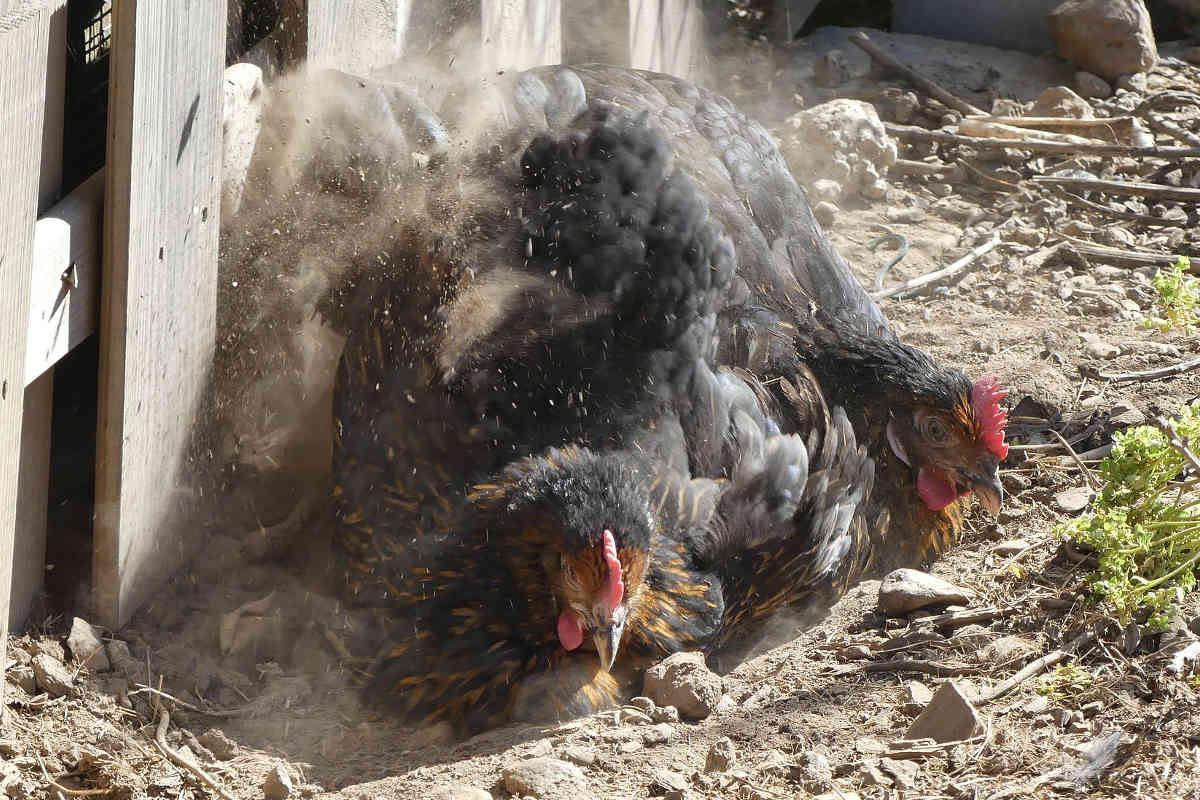 huehner-staubbaden Hühner beim Staubbaden