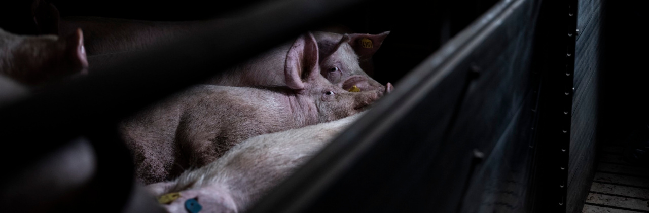 Schweine