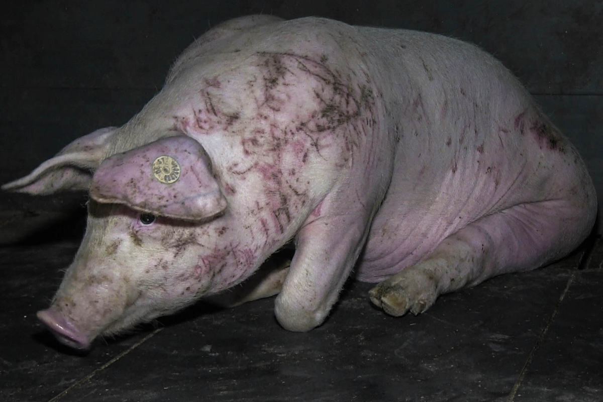 Schwein in der Mast eines Agrarfunktionärs