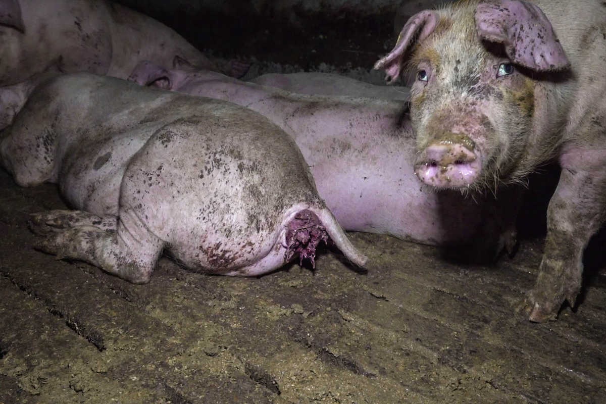 Schweinemast Initiative Tierwohl