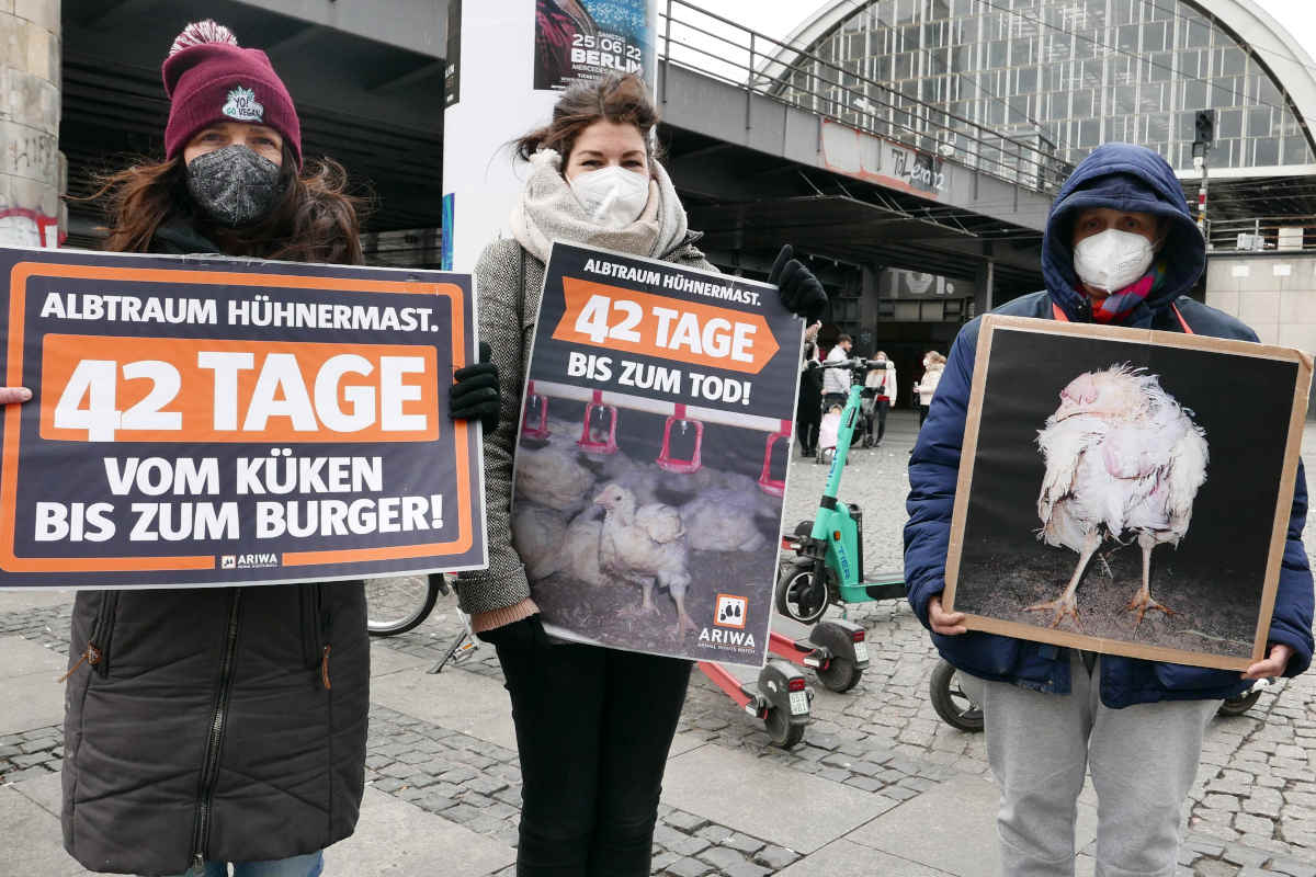 Berlin: Albtraum Hühnermast - 42 Tage bis zum Tod