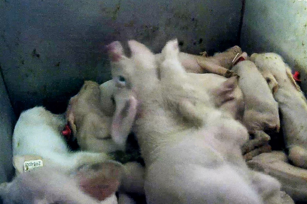 Ferkel kämpfen um ihr Leben in einer CO2-Tötungsbox in einer Schweinezucht