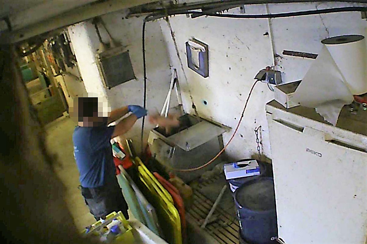 Ein Arbeiter wirft Ferkel in eine CO2-Tötungsbox