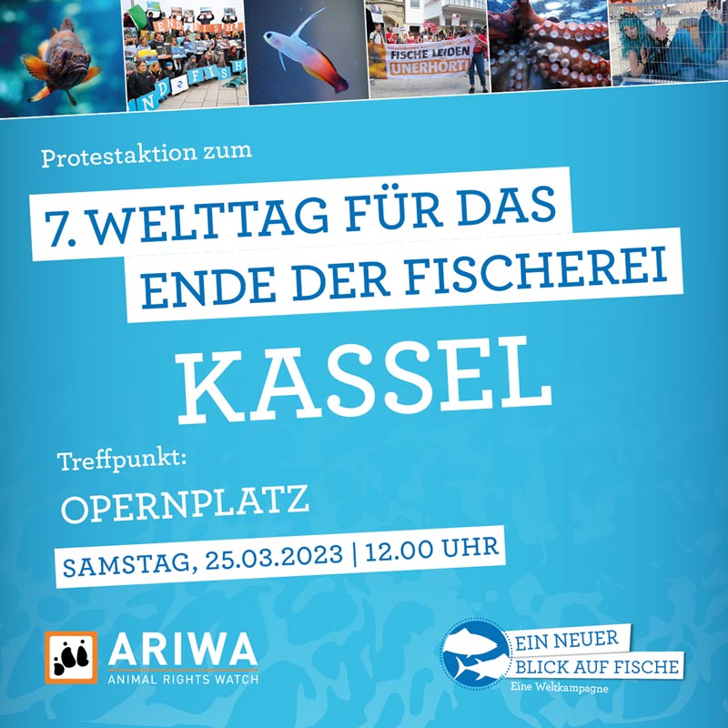 7. Welttag für das Ende der Fischerei | Kassel