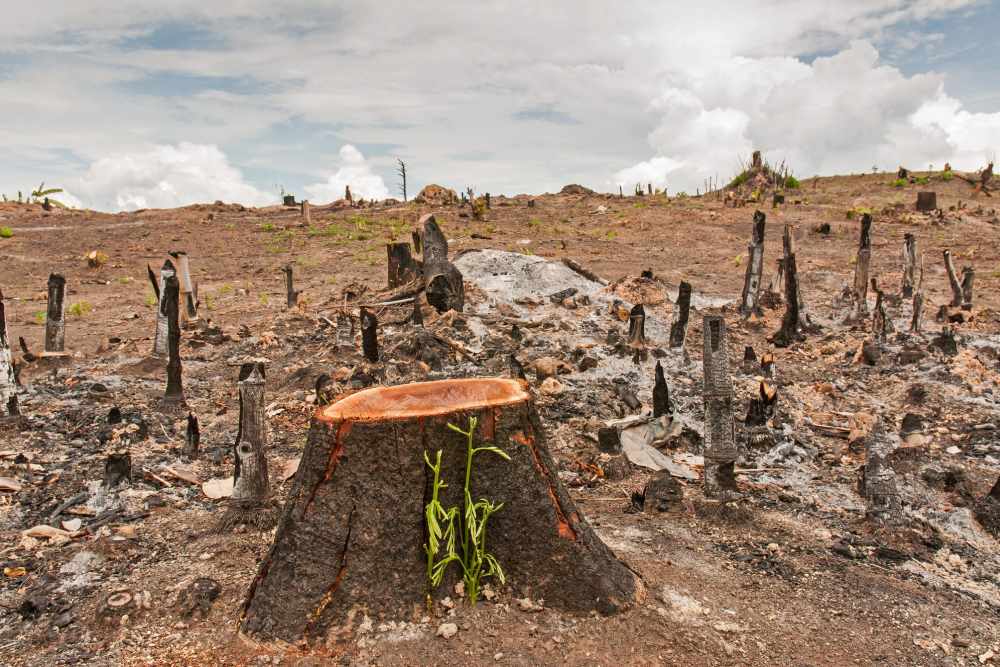 Darum Vegan: Zerstörte Regenwälder