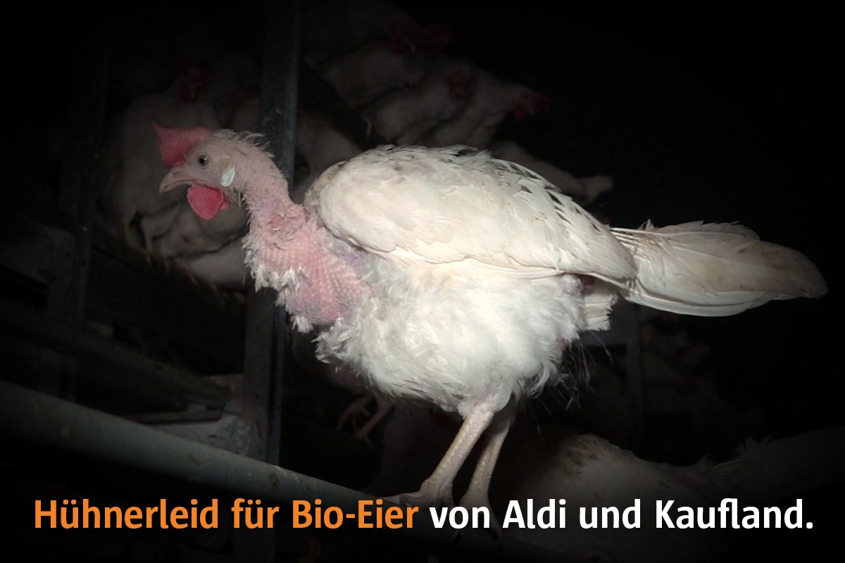 Ein kahl gepicktes Huhn in der Bio-Eier-Industrie