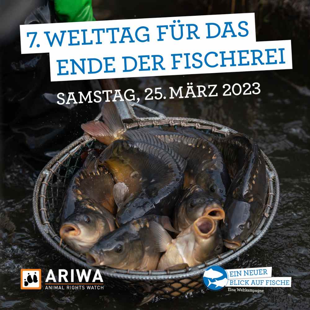 Welttag für das Ende der Fischerei | Köln