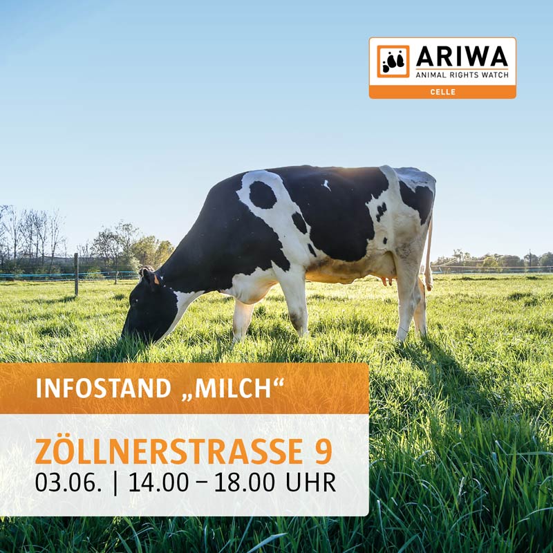 Infostand "Milch" | Celle