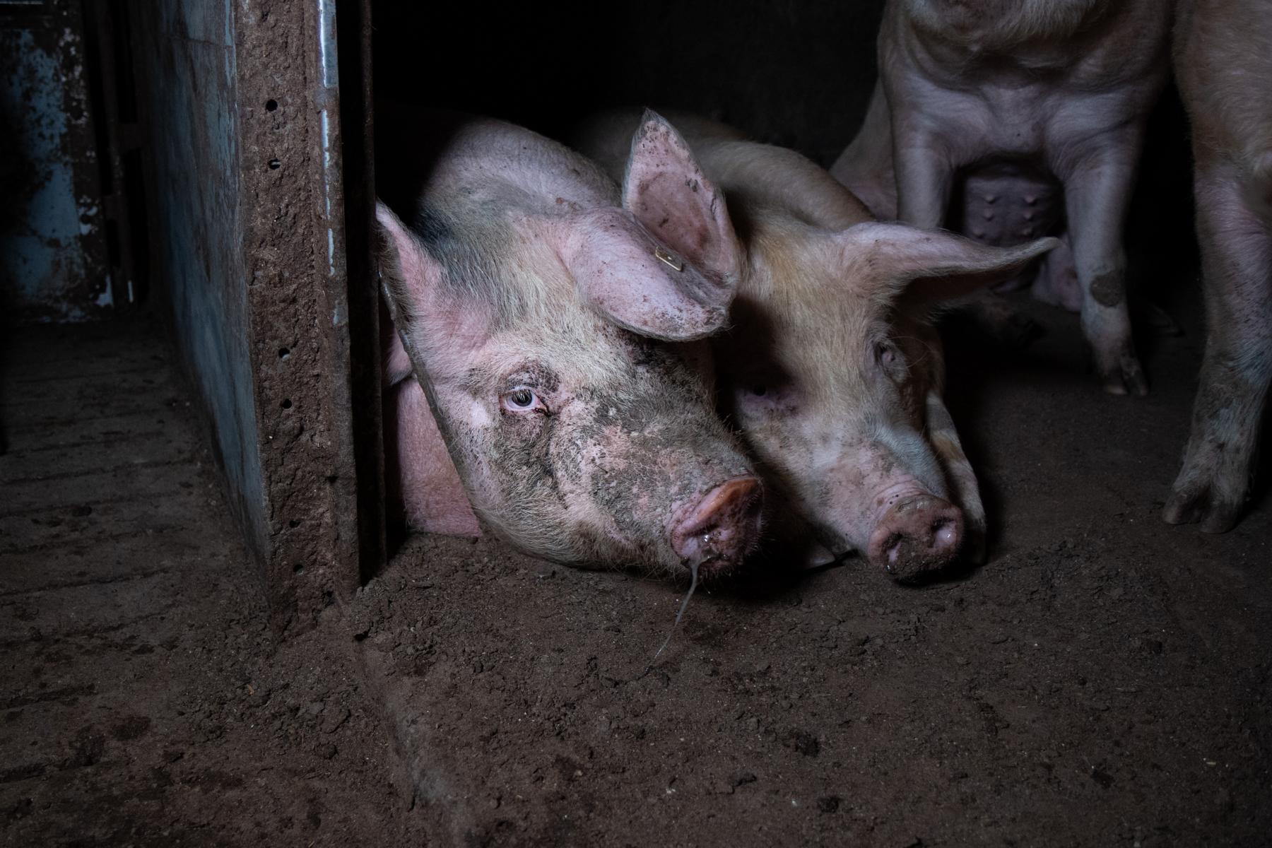 Schwein in "Tierwohl"-Schweinemast