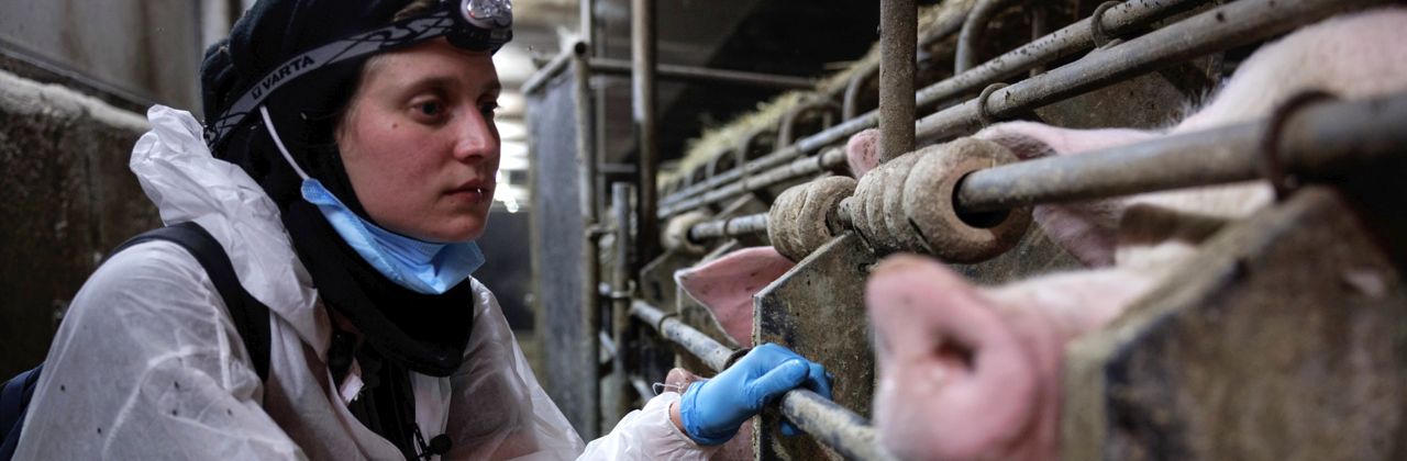 recherchen-schweinezucht-2023-1280×420 Recherche-Aktivistin in Schweinezucht