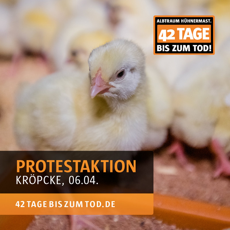Albtraum Hühnermast: 42 Tage bis zum Tod