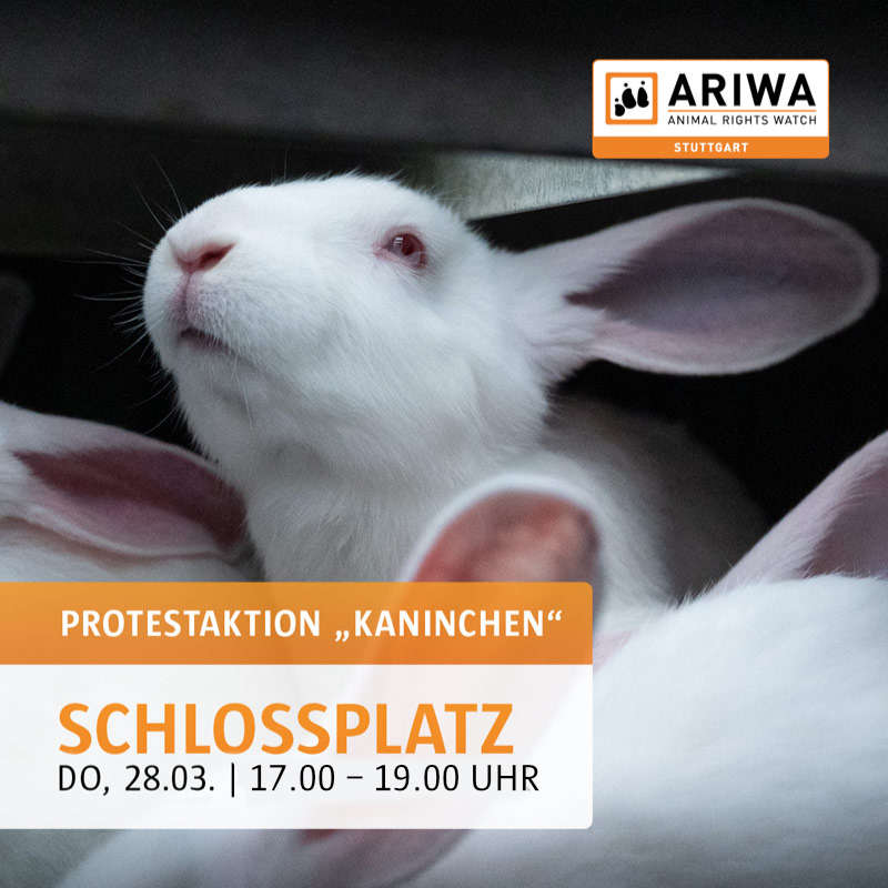 Video-Aktion | Kaninchen