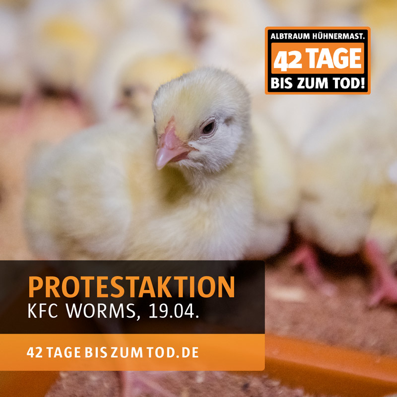 Protestaktion Albtraum Hühnermast vor KFC Worms