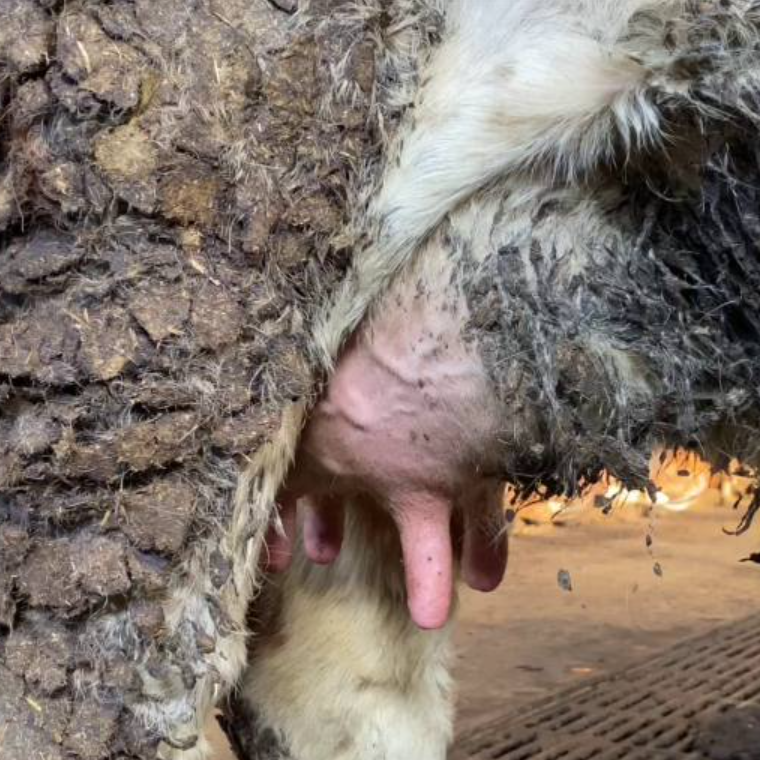 Infostand: Milchindustrie