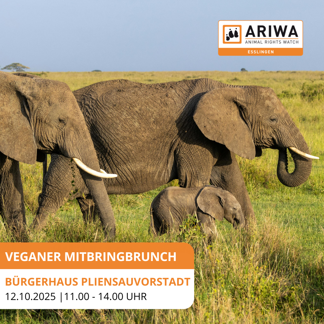Veganer Mitbringbrunch mit Vortrag