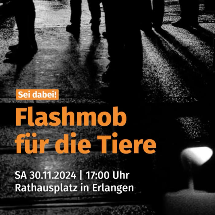 Screenshot Flashmob für die Tiere