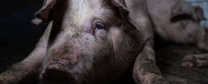 Ein verschmutztes Schwein liegt am Boden in dunkler Umgebung und blickt traurig zur Seite