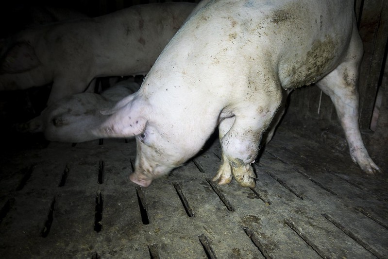Drei Schweine in einem dunklen Stall auf Spaltenboden, das vordere mit verletztem Vorderbein.