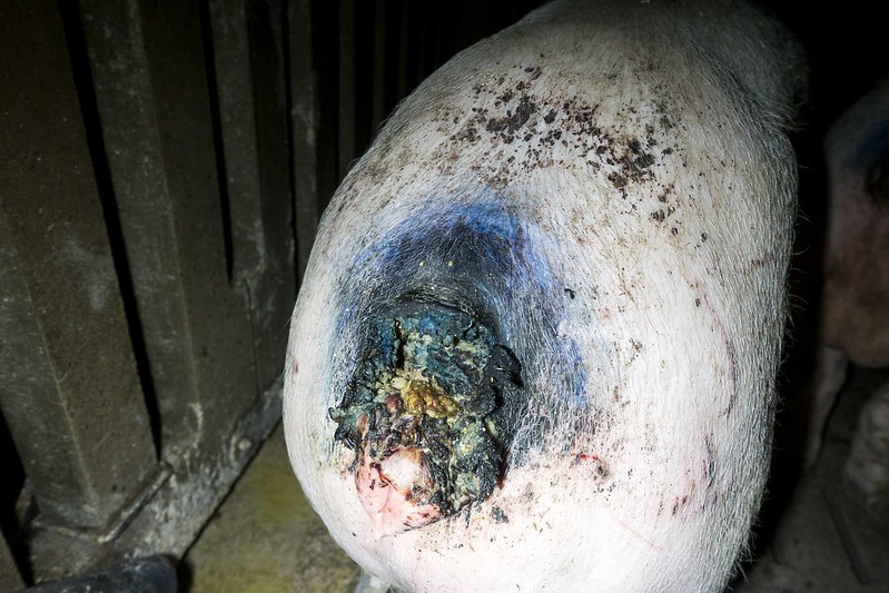 Schwein mit Mastdarmvorfall.
