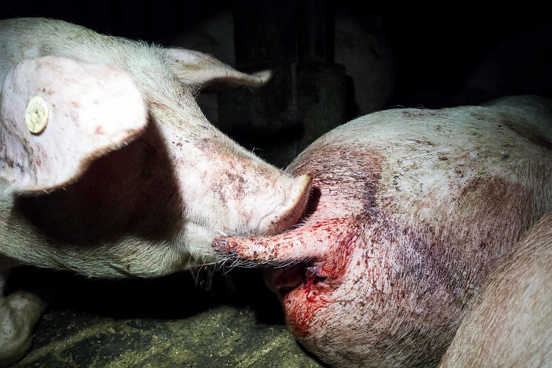 Zwei Schweine, eines mit blutverschmiertem Hinterteil.