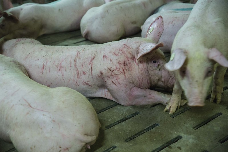 Mehrere Schweine auf Spaltenboden, eines mit blutigen Striemen.