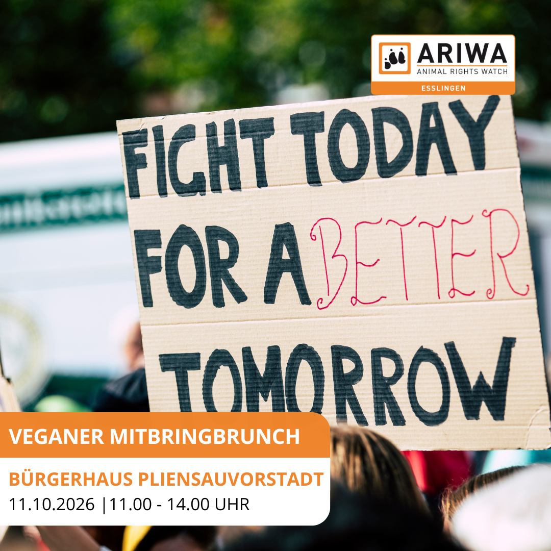 Insta_Brunch_OKT_2026 Veganer Mitbringbrunch mit Vortrag