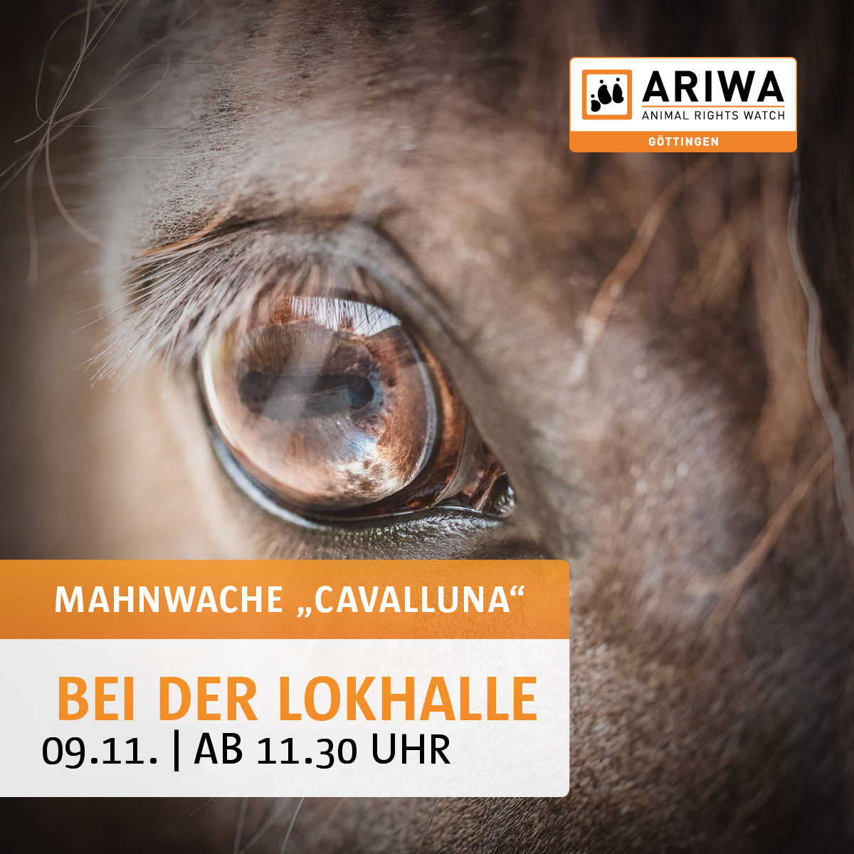 "Cavalluna" – Zwei Seiten einer Medaille