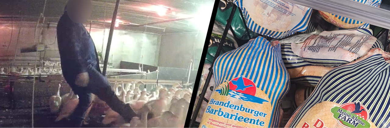 Entenmast_Generator_Titelbild