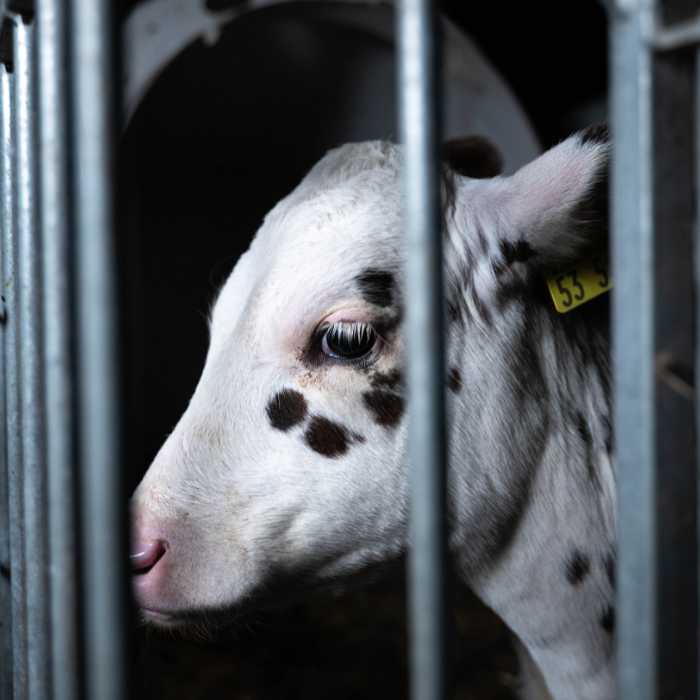 Sag nein zu Milch