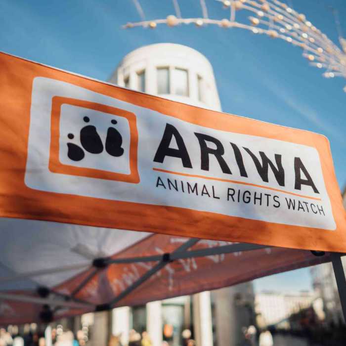 ARIWA-Infostand auf dem Besser als nix Festival