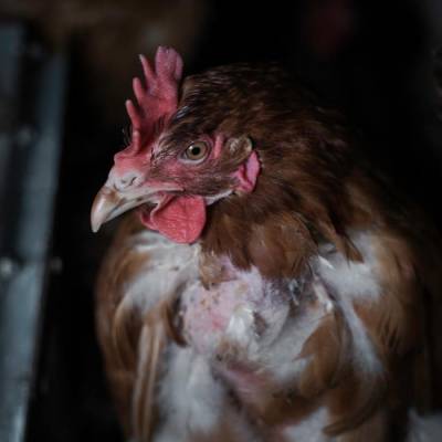 Infostand „Friede, Freude, Eier?“