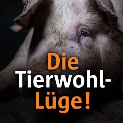 Die Tierwohl-Lüge