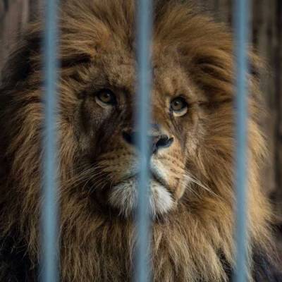 Demo zum Weltpinguintag